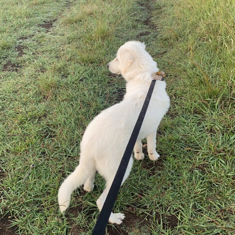 Maremma pup for sale