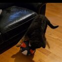 German Shepherd male puppy -0