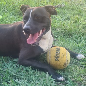 beautiful young staffy 