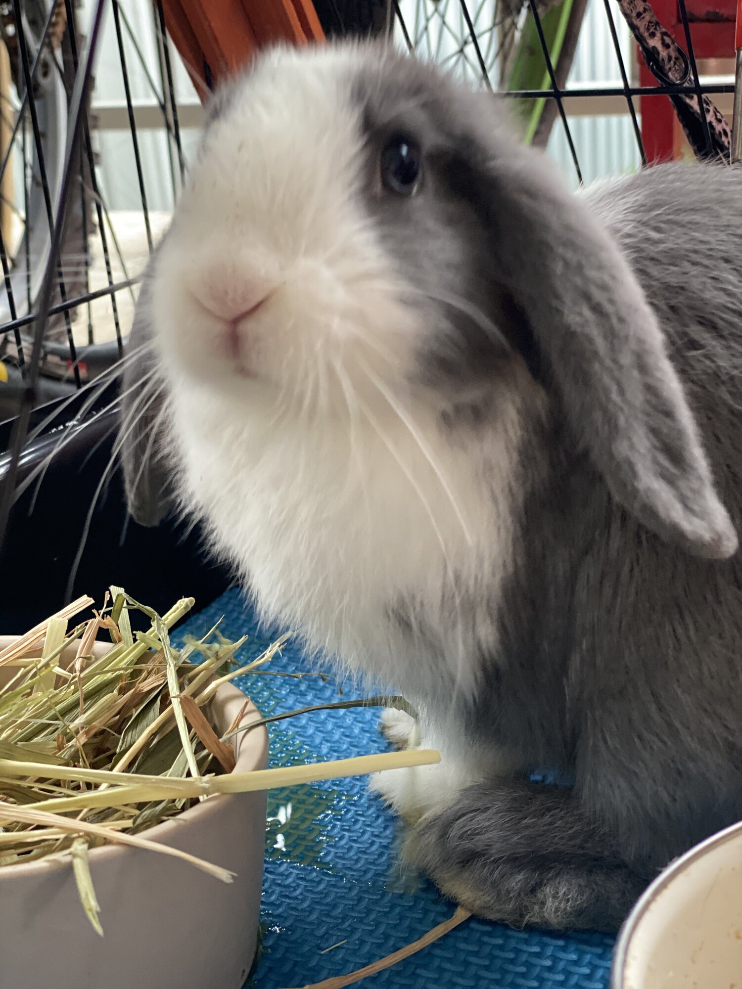 Mini Lop 10 Weeks Old Bunny