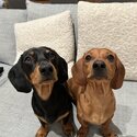 Miniature Dachshund Brothers - Pair Only-0