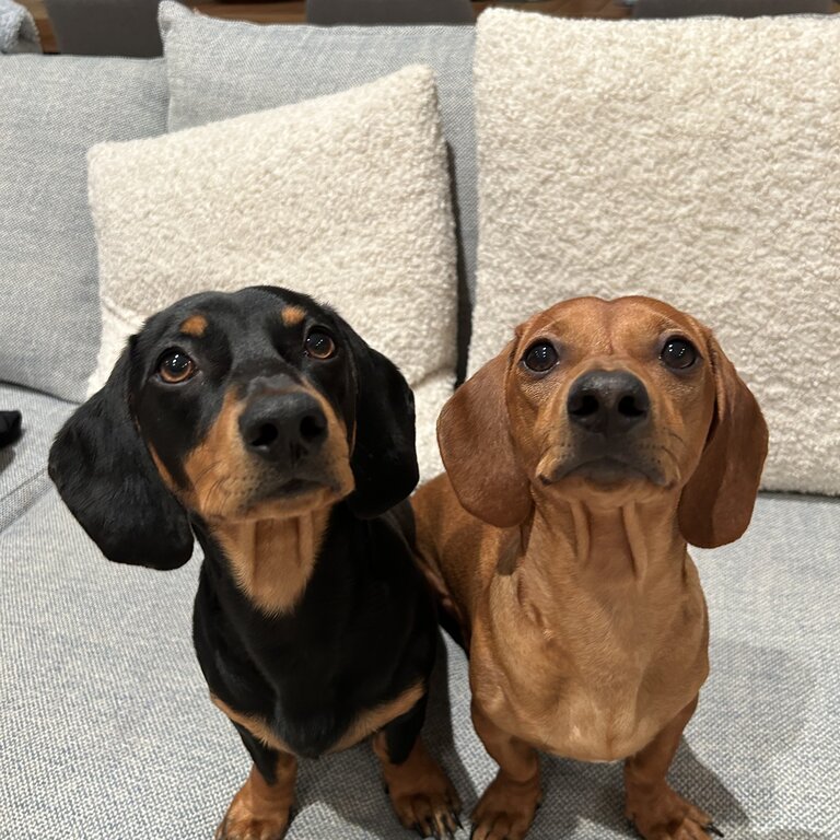 Miniature Dachshund Brothers - Pair Only