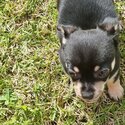 Purbread Chihuahua Puppie -1