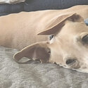 New Home Urgently Sought for Gorgeous Whippet-0