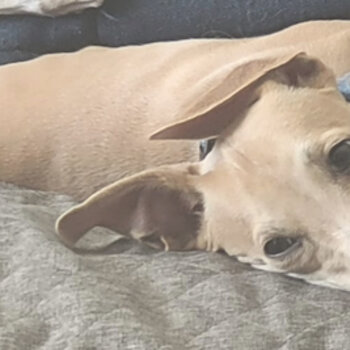 New Home Urgently Sought for Gorgeous Whippet