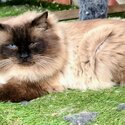 Male Rag doll Cat -2