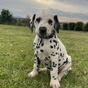 Dalmatian pups -2