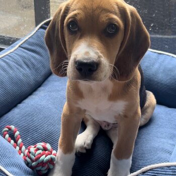 Beagle Puppy