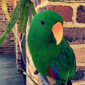 Eclectus parrot-0