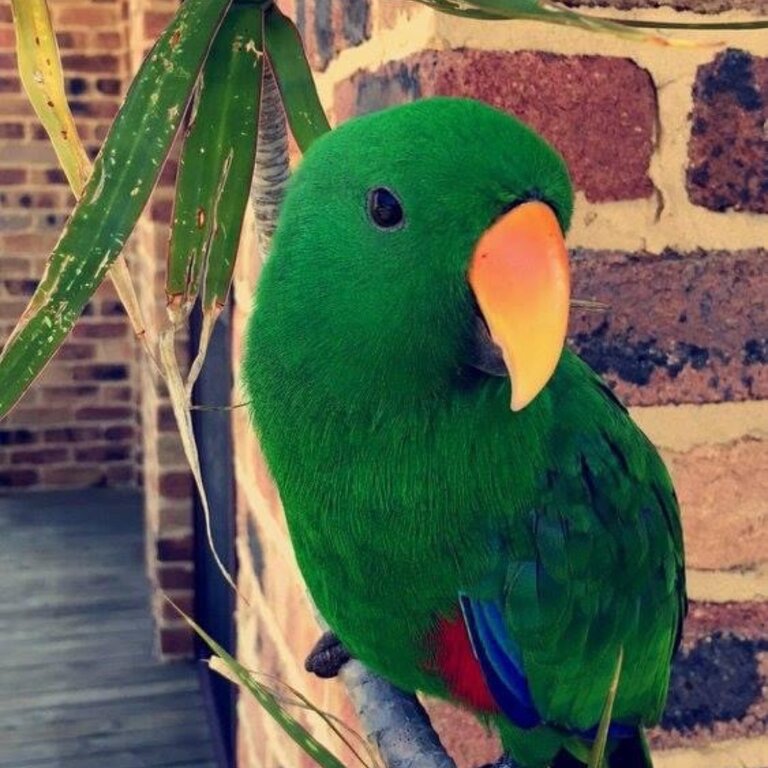 Eclectus parrot