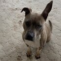 Rehoming Vinnie-5