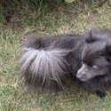 Rare blue and silver German spitz -4