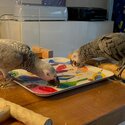 Bonded Pair African Grey Parrot-2