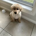 Golden Puppy-1