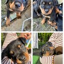 Purebred Rottweiler puppies -4