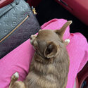 Cute purebred chihuahua puppy for adoption -2