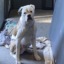 14 M MALE AMERICAN BULLDOG FOR SALE-1