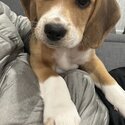 Beagle Puppy-2