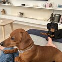 Miniature Dachshund Brothers - Pair Only-1