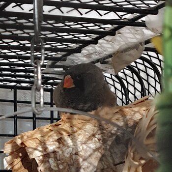 Female zebra finch