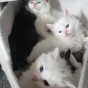 5 Ragdoll X Turkish Angora Kittens for sale-1