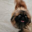 A Pair of Pekingese for sale -3