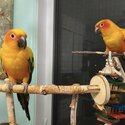 Hand raised sun conure parots -2