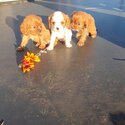 Purebred Cavalier King Charles -2