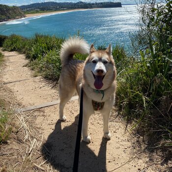 Beautiful energetic intelligent Siberian Husky