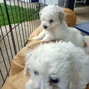 Bichon Frise - purebred-1