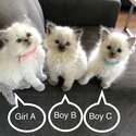 Family Ragdoll litter of 5 super cute-0