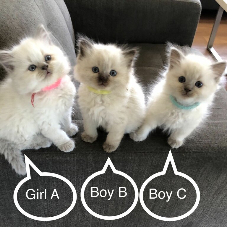 Family Ragdoll litter of 5 super cute