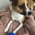 Home Wanted For Beautiful Dog-3