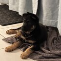 German shepherd puppy -3