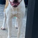 14m M AMERICAN BULLDOG-2