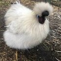 Silkie Rooster- Pippin-1