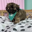 No/low shedding Maltese x Shih-Tzu pups only 9 weeks old  when listed-3