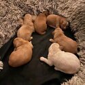 Labradoodle Puppies for sale - Seven Beautiful, healthy Labradoodles - Male and Female-1