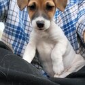 1mal 1 female Jack Russel-4