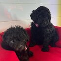 Toy poodle -1