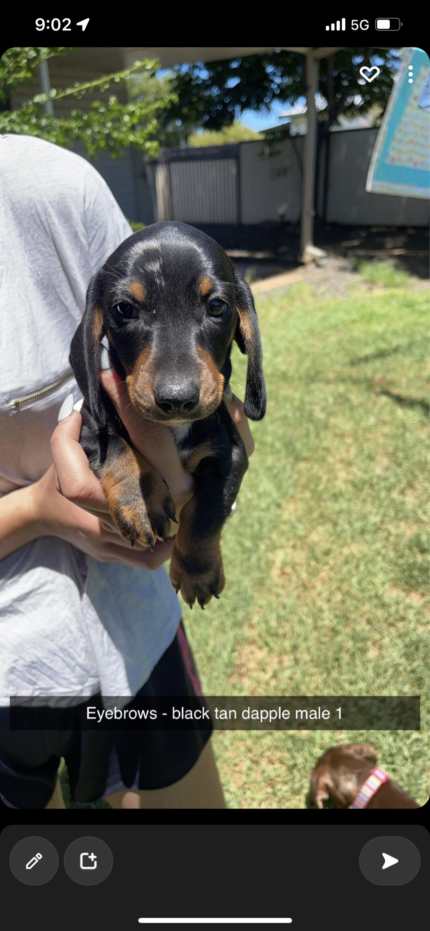 Miniature dachshunds