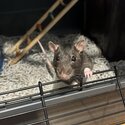 Female rats -3