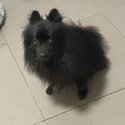 Black Pomeranian Dog-4