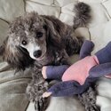 Tiny Toy Poodle, silver girl, an exceptional companion-1