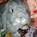 Grey bunny  with indoor hutch .pls call or SMS. Can't receive messages online-0