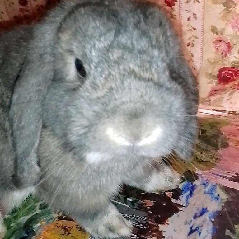 Grey bunny  with indoor hutch .pls call or SMS. Can't receive messages online