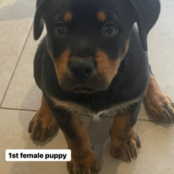 Two female Rottweiler puppies 