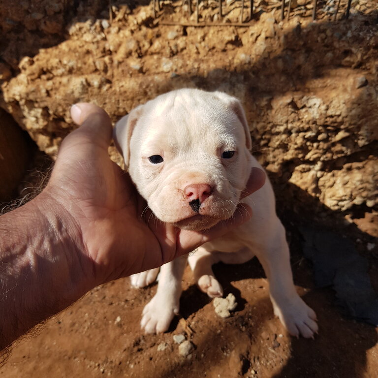 Purebred American bulldog pups x3