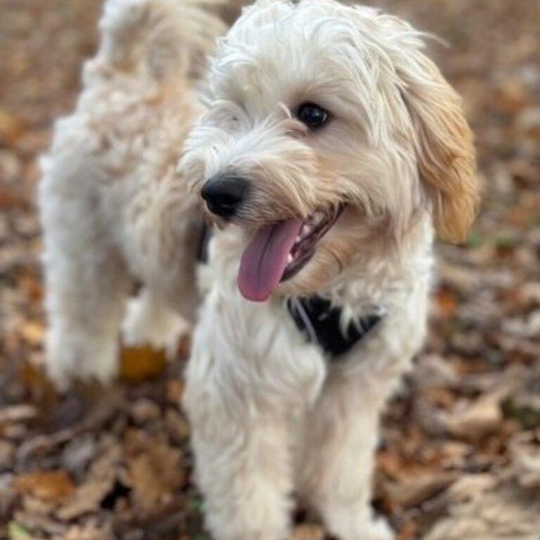 Beautiful maltese x poodle toy(Both sex)