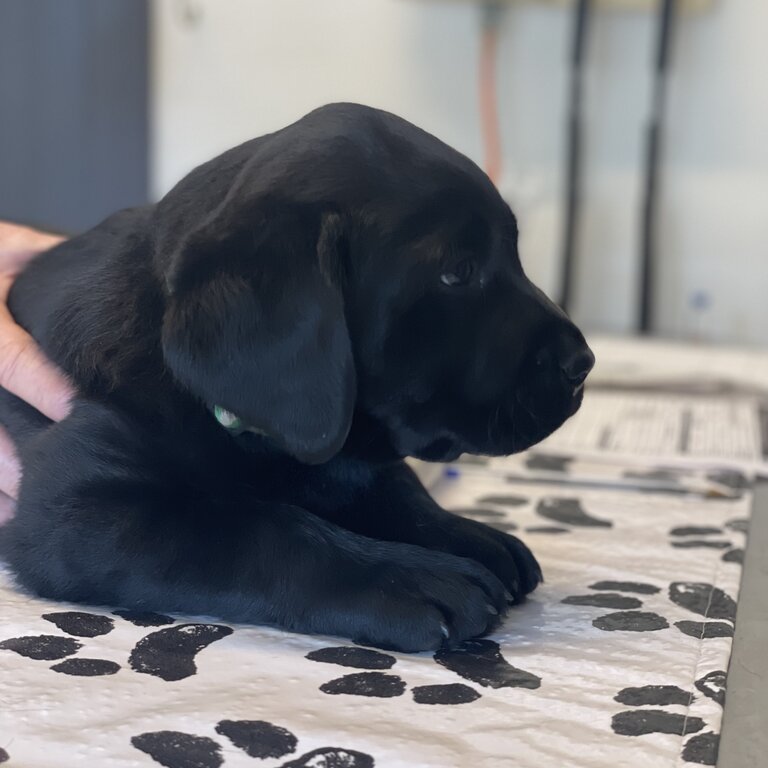 Purebred Labrador Puppies